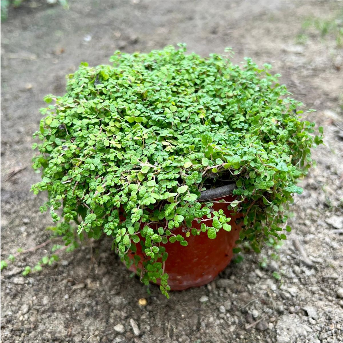 GENERICO - Musgo Natural 10 cm