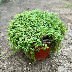 undefined - Musgo Natural 10 cm