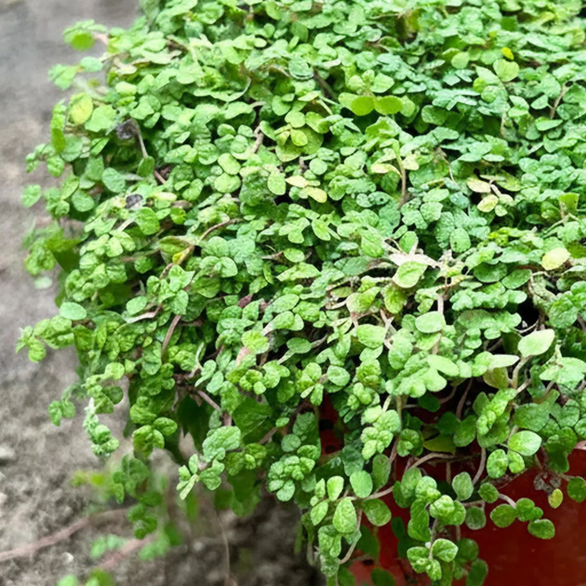 GENERICO - Musgo Natural 10 cm