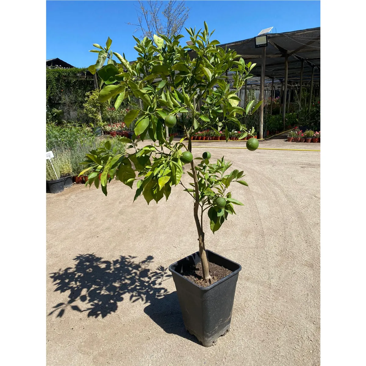 GENERICO - Árbol Naranjo Natural 1.5 m