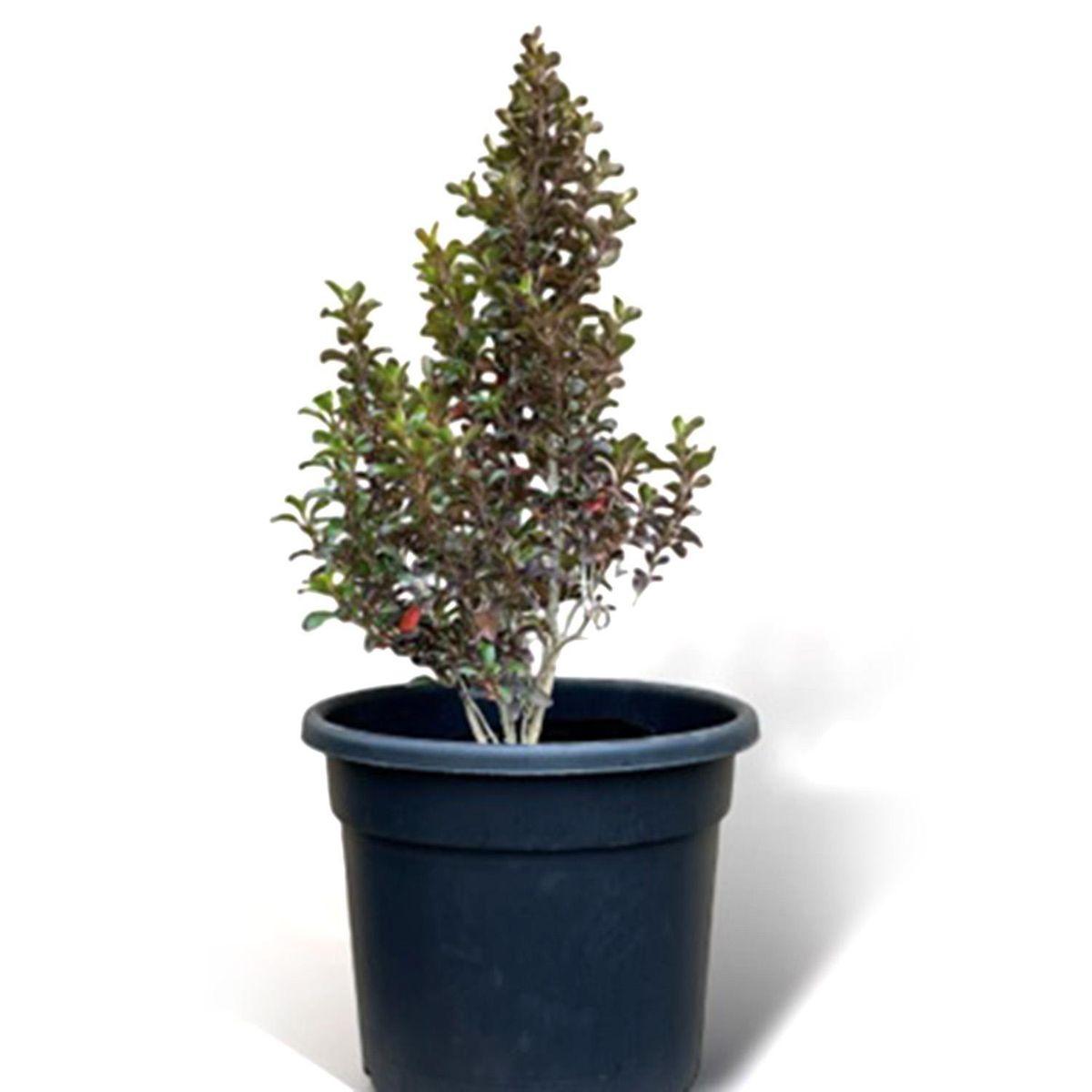 FLORES DE MI TIERRA - Arbusto Coprosma Natural 40