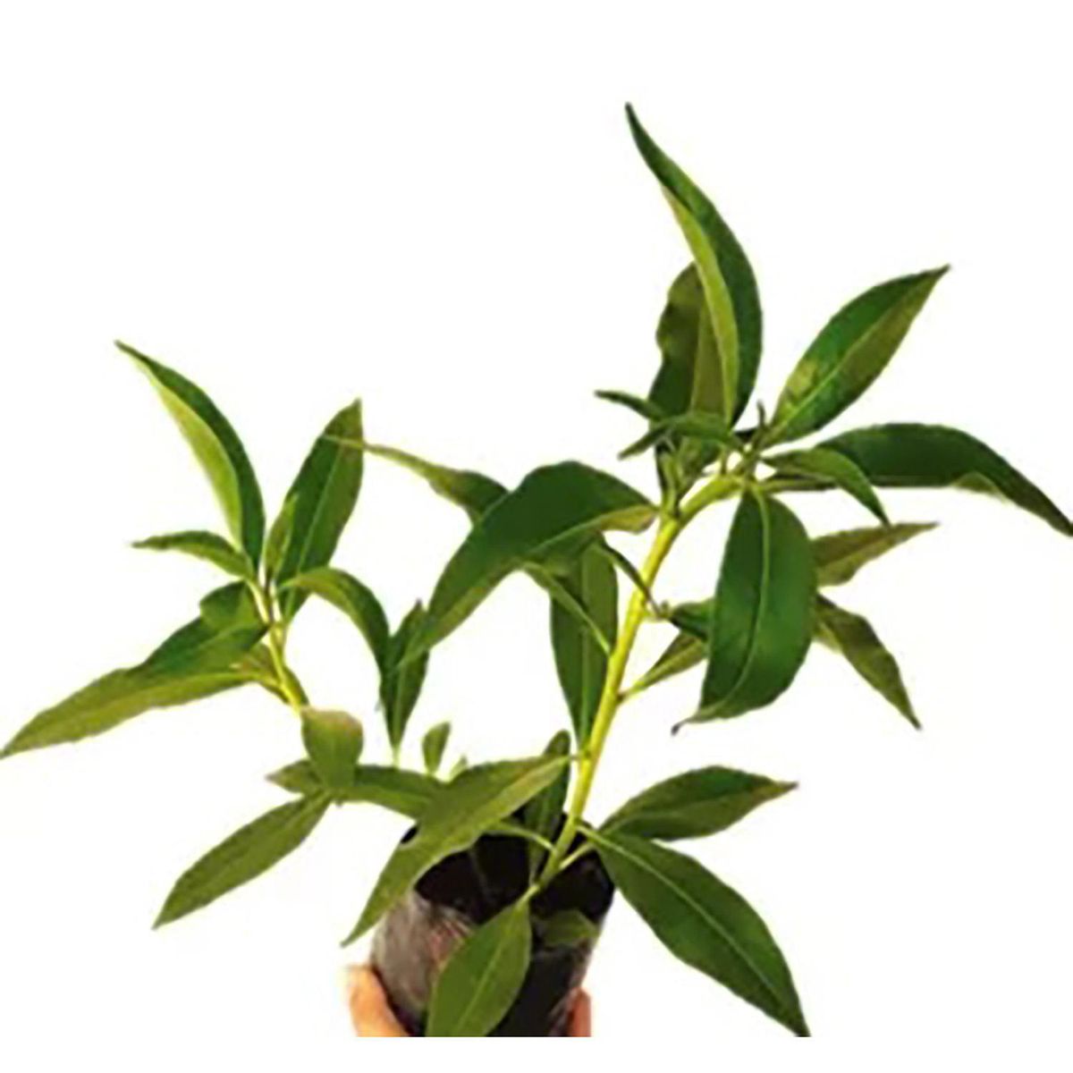 FLORES DE MI TIERRA - Planta Mioporo Cerco Natural 20 cm