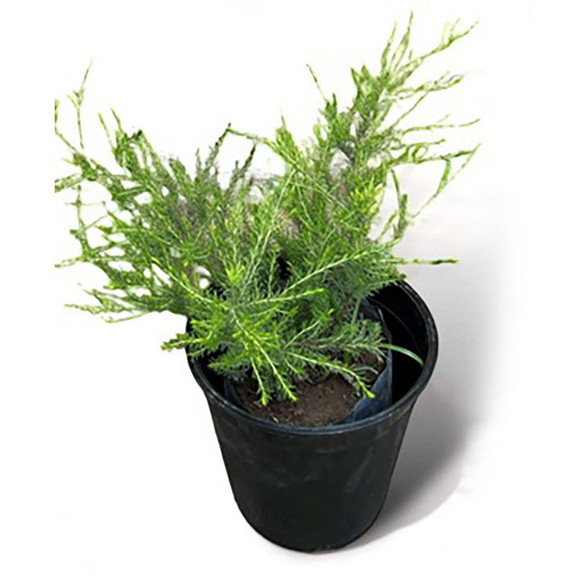 FLORES DE MI TIERRA - Arbusto Diosma+G6 Natural 30 cm