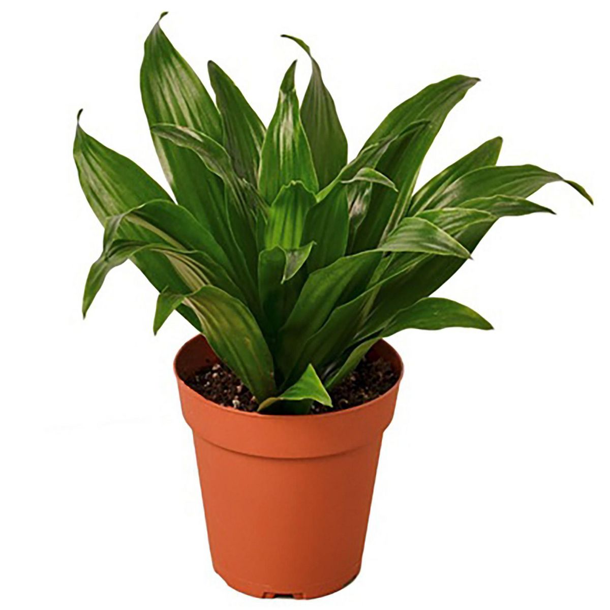 FLORES DE MI TIERRA - Planta Janet Craig Natural 15 cm