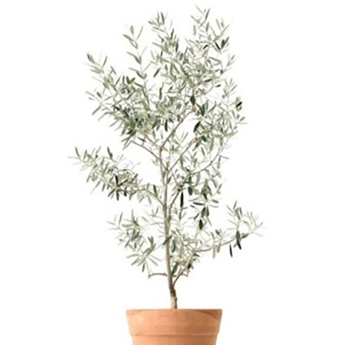 FLORES DE MI TIERRA - Árbol Olivo Natural 120 cm