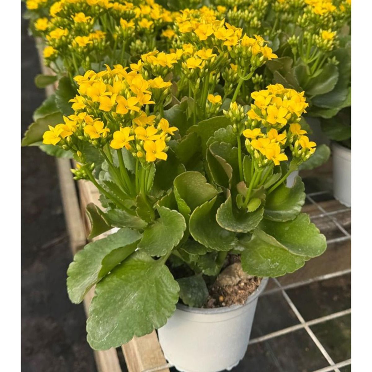 GENERICO - Kalanchoe 20 cm Natural CT13