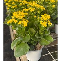 Kalanchoe 20 cm Natural CT13