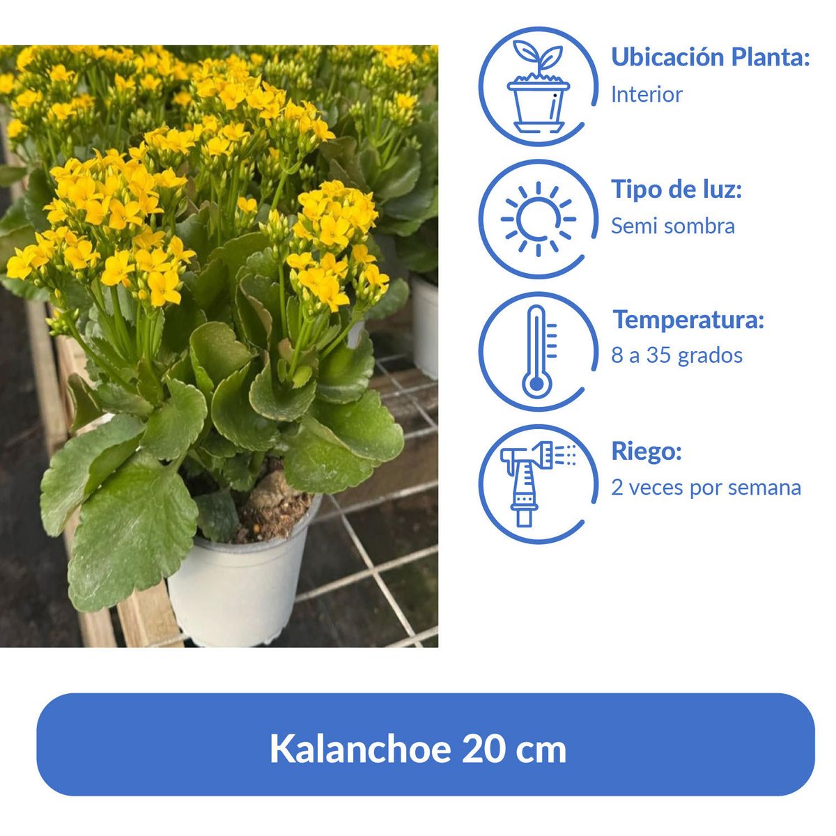 GENERICO - Kalanchoe 20 cm Natural CT13