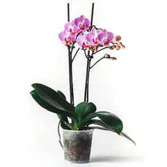 CHILE ORCHIDS - Planta Orquídea Phanaelopsis 40 cm Natural CT9