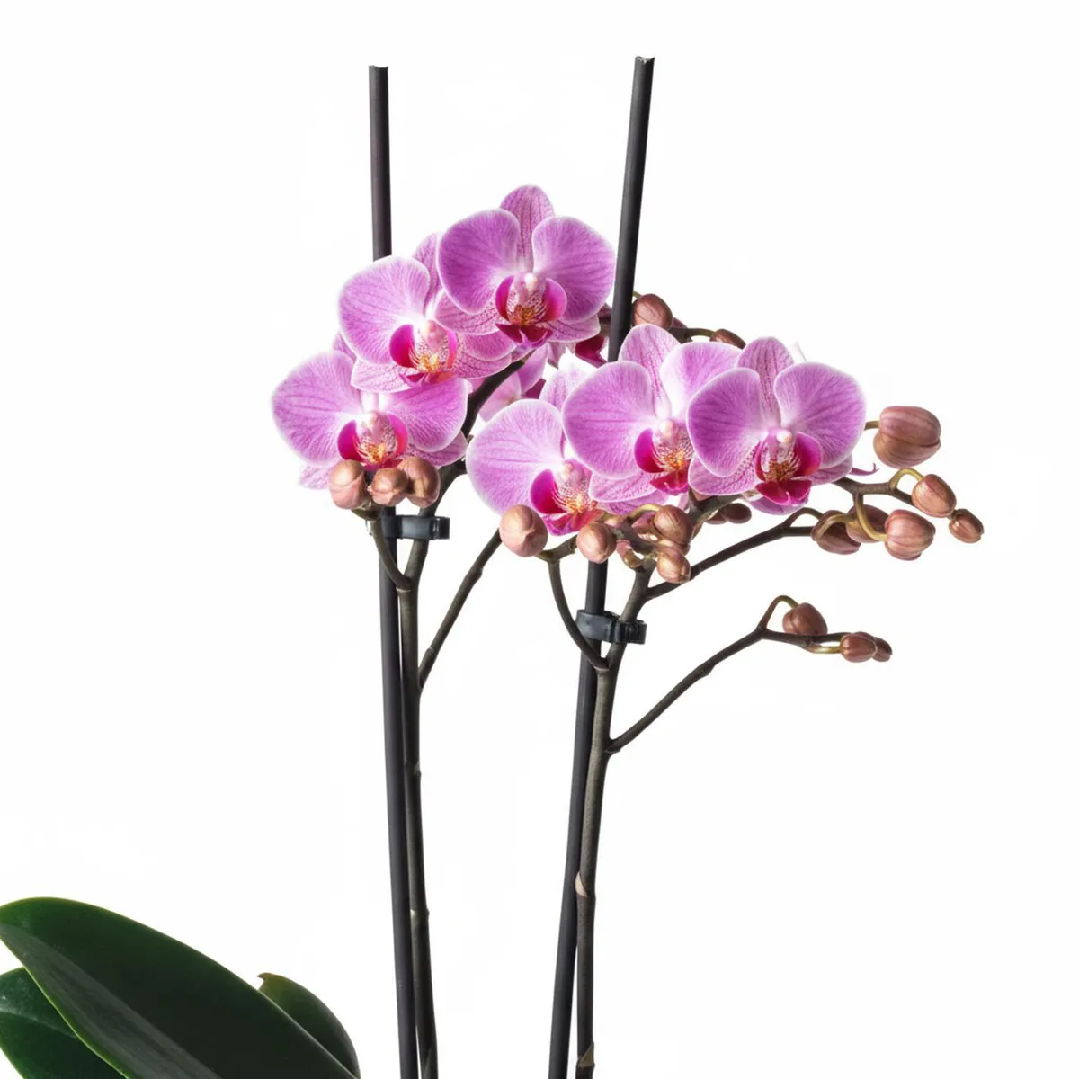 CHILE ORCHIDS - Planta Orquídea Phanaelopsis 40 cm Natural CT9