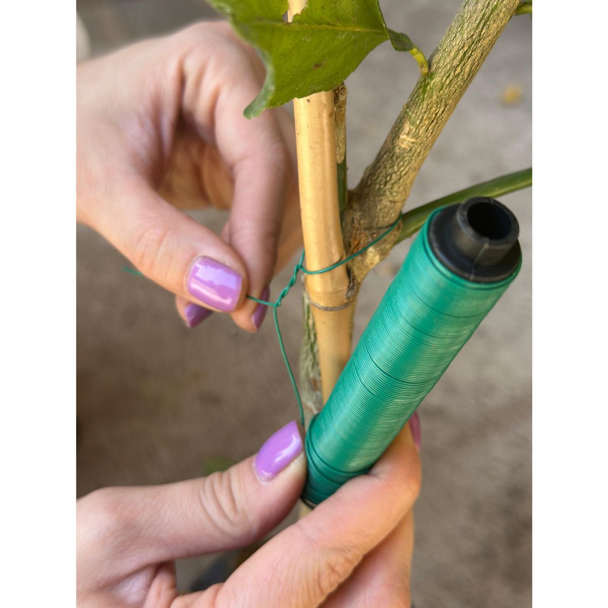 PLANT ME - Caja Accesorios Tutores 63 unidades