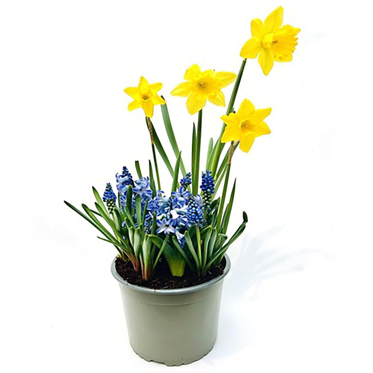 PAZ Y FLORA - Arreglo flores con bulbo ct19 cm