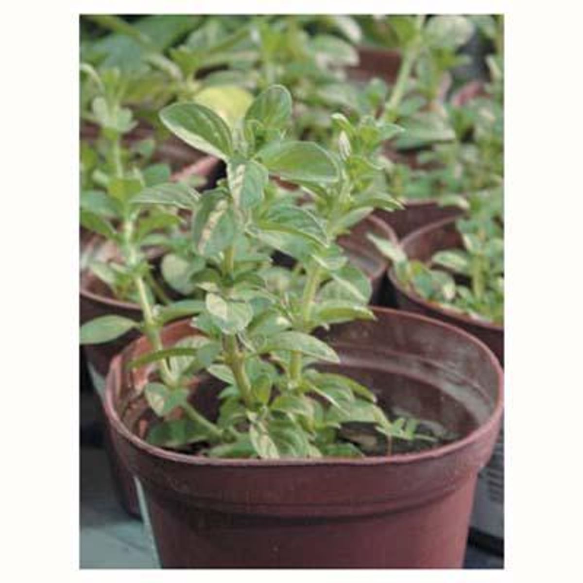  - Poleo 10 cm Natural CT15