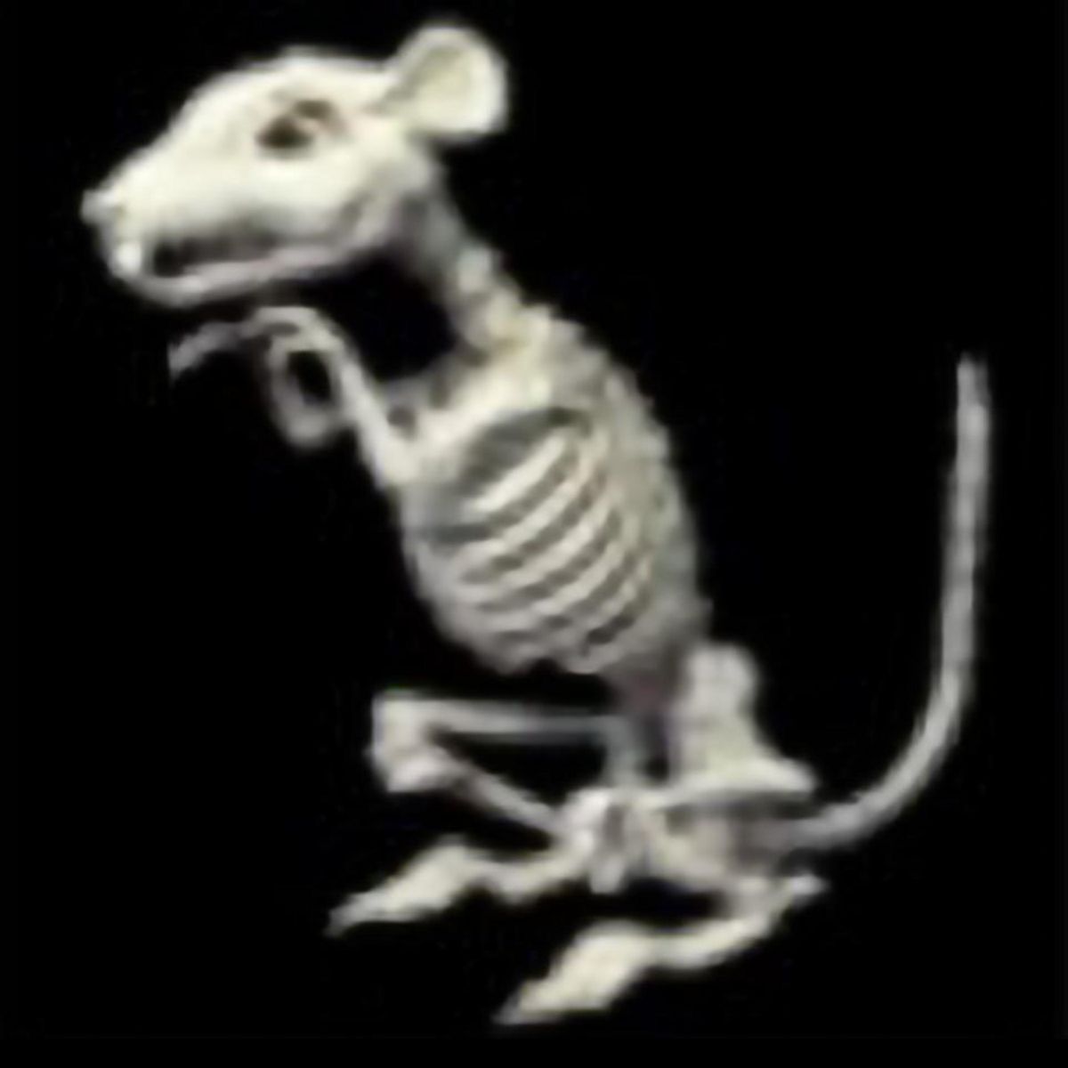 CARNAVAL - Esqueleto rata 33 cm