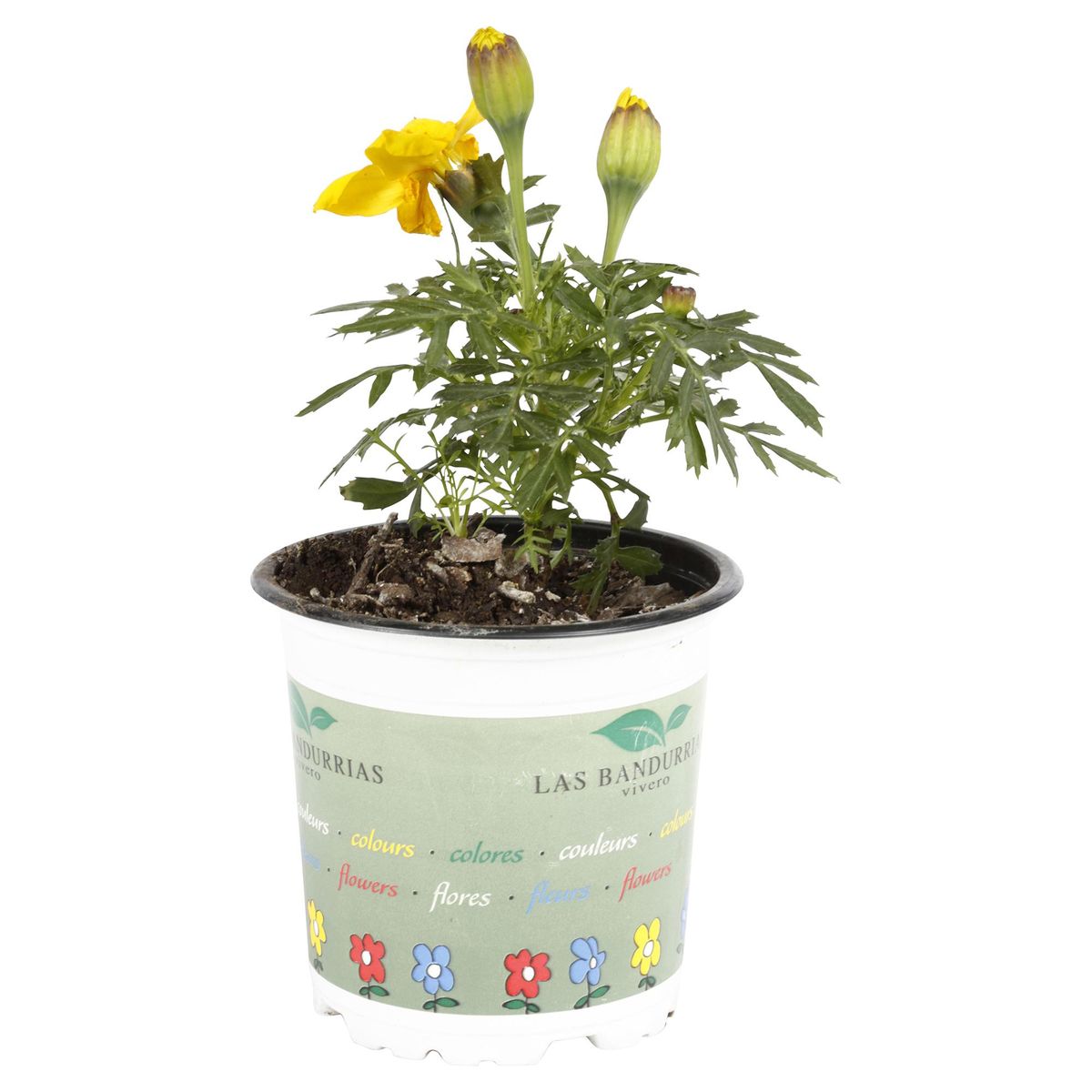 FLORES DE MI TIERRA - Tagete 10 cm Natural CT10