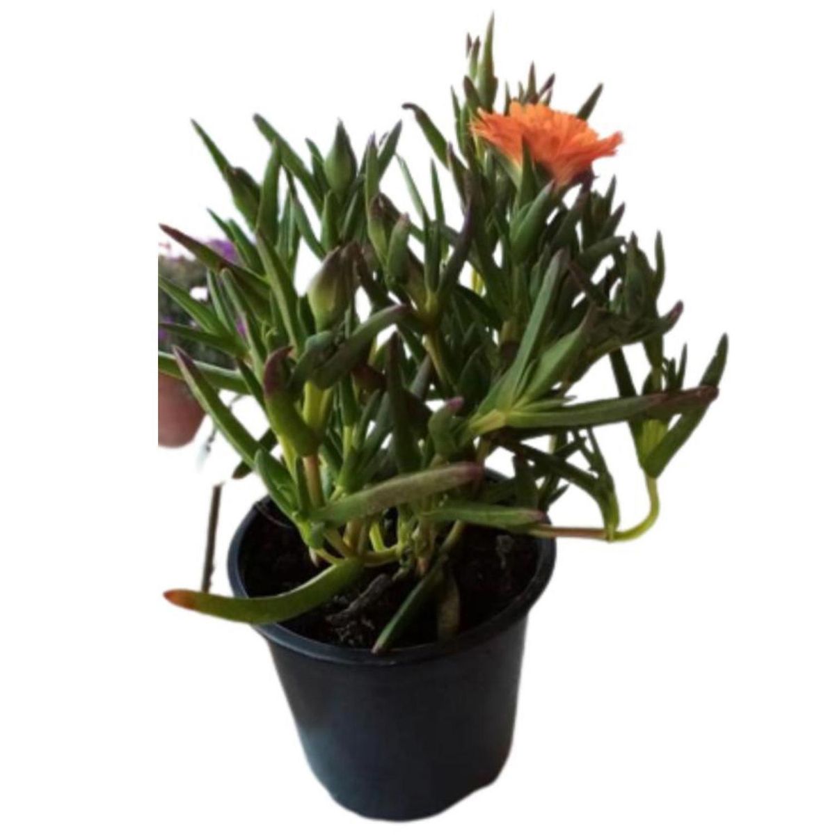 LAS BANDURRIAS - Rayito de Sol 10 cm Natural CT10