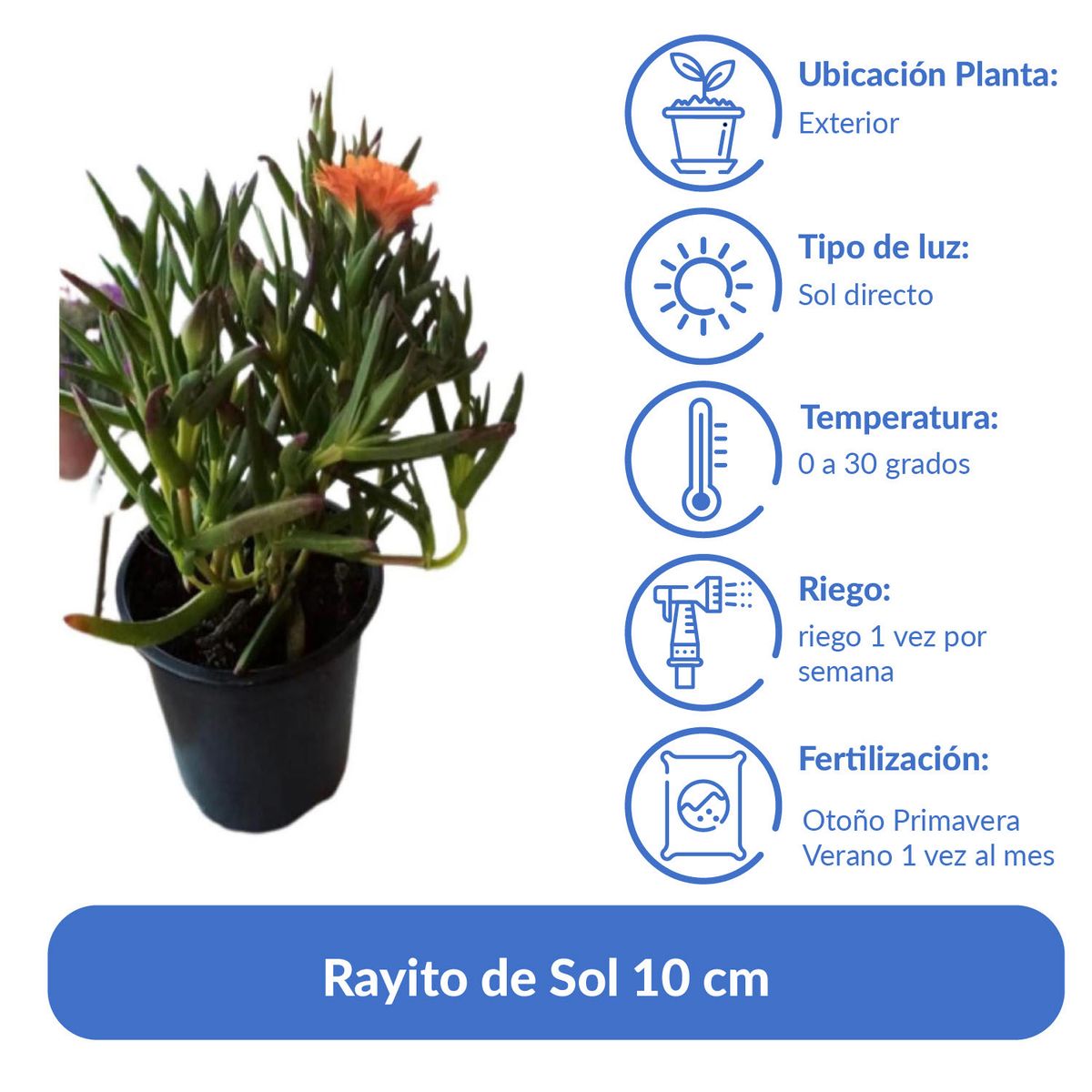 LAS BANDURRIAS - Rayito de Sol 10 cm Natural CT10