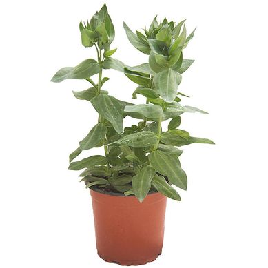 Lisianthus 0,20 m