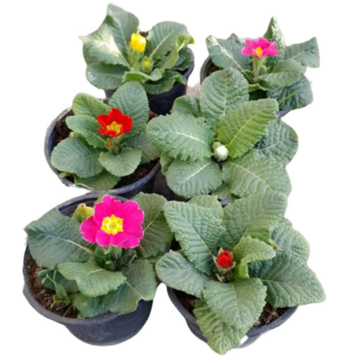 FLORES DE MI TIERRA - Oreja De Oso 10 cm Natural CT10