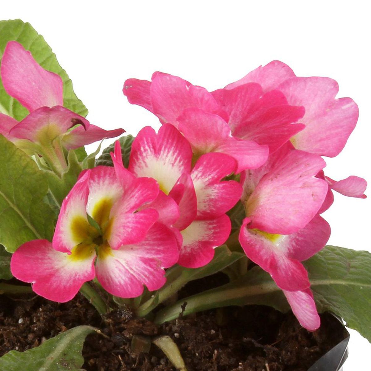 FLORES DE MI TIERRA - Oreja De Oso 10 cm Natural CT10