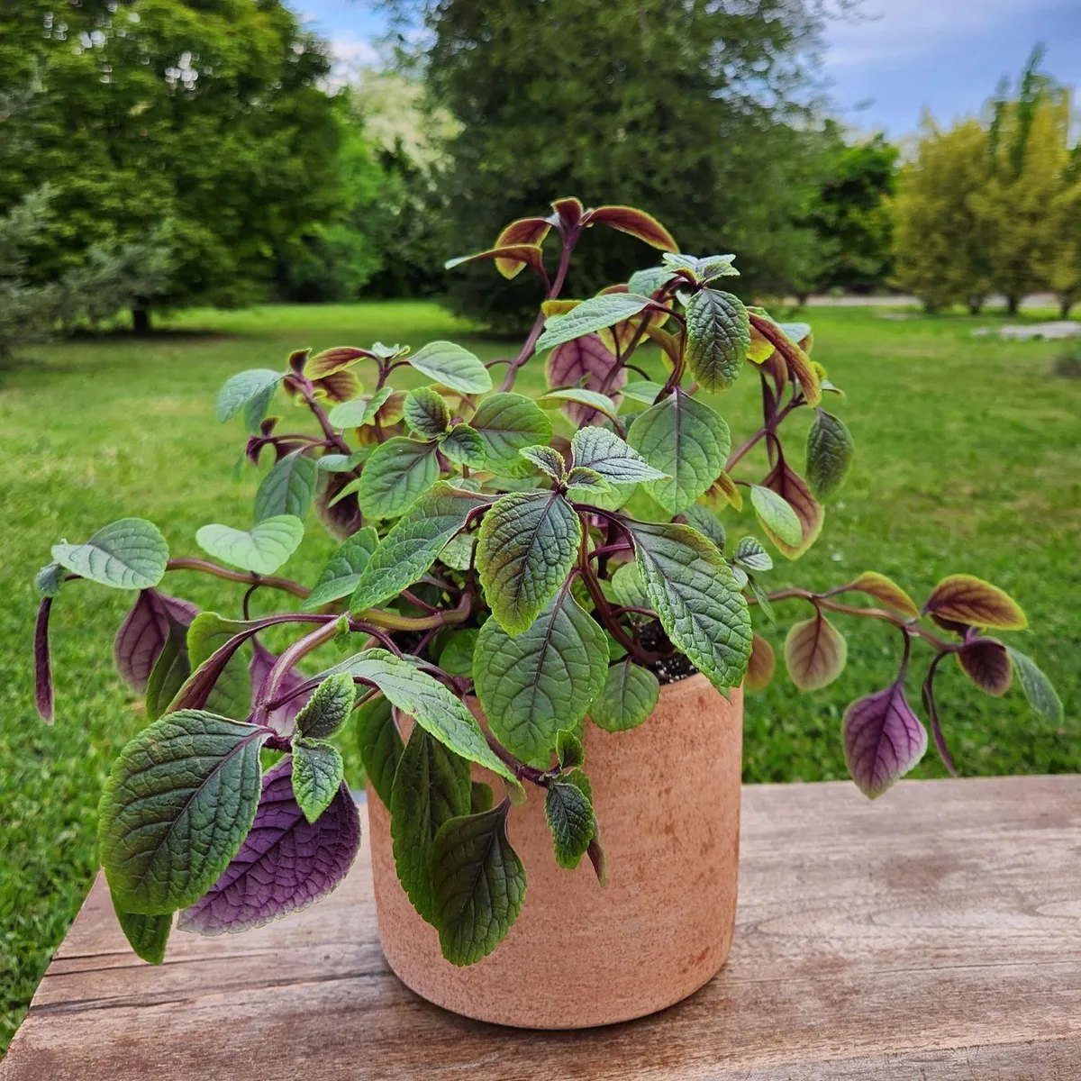 POTTERY - Planta Natural Dólar Con Maceta Arcilla Luna 20 Cm