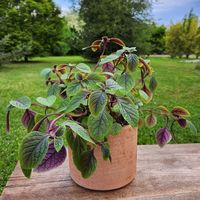 Planta Natural Dólar Con Maceta Arcilla Luna 20 Cm