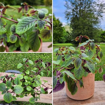 Imagen 2 del producto Planta Natural Dólar Con Maceta Arcilla Luna 20 Cm