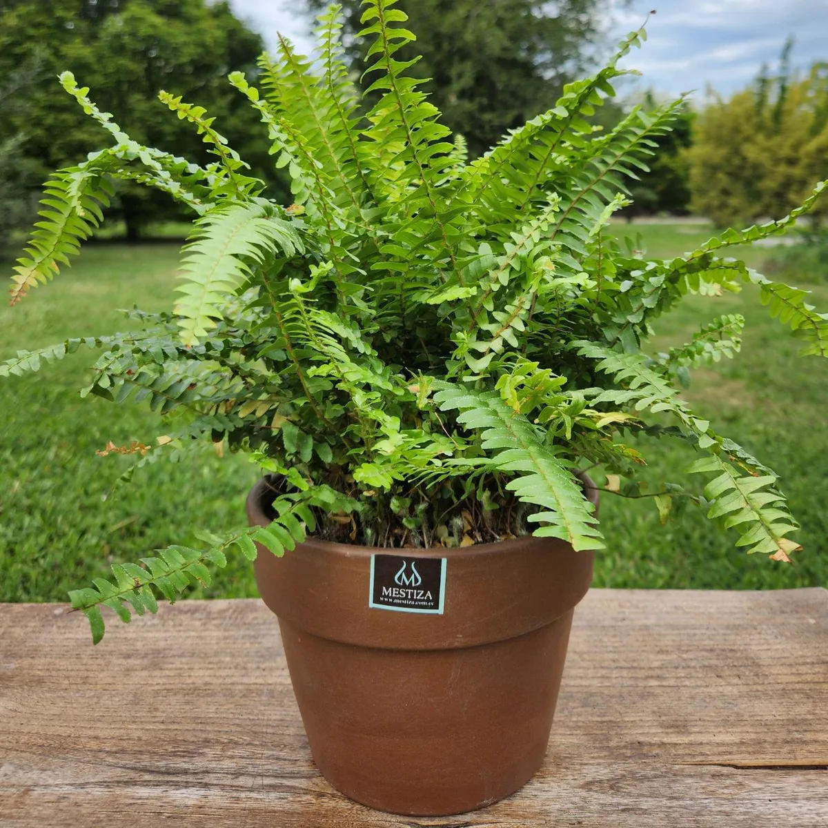 POTTERY - Planta Natural Helecho Boston Con Maceta Arcilla Greta Morena 18 Cm