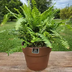 POTTERY - Planta Natural Helecho Boston Con Maceta Arcilla Greta Morena 18 Cm