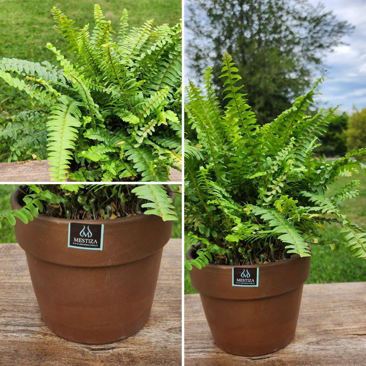 POTTERY - Planta Natural Helecho Boston Con Maceta Arcilla Greta Morena 18 Cm