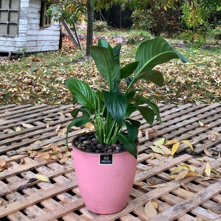 Planta Natural Spathiphyllum Con Maceta Cerámica Zafiro Rosa 17 Cm