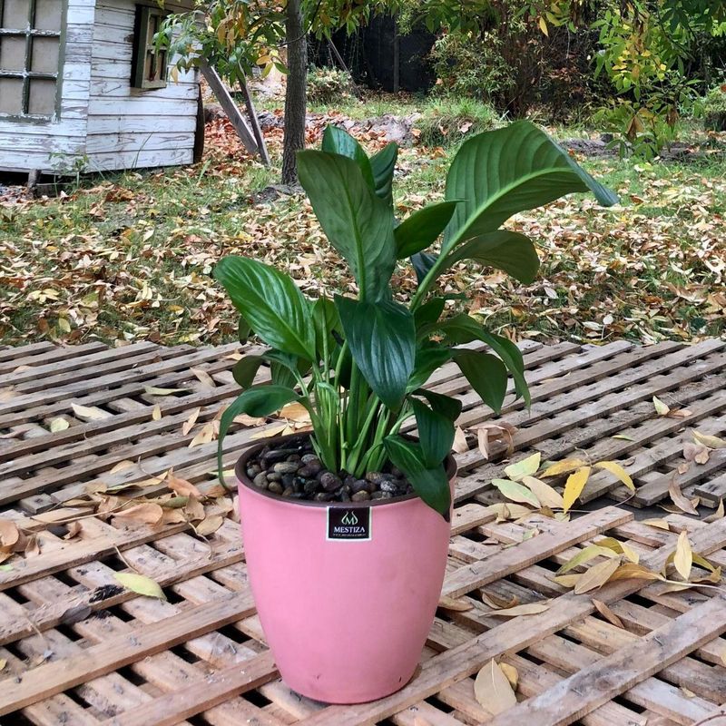 GENERICO - Planta Spathiphyllum 17 cm Natural CT17