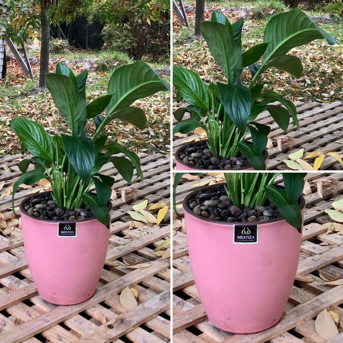POTTERY - Planta Natural Spathiphyllum Con Maceta Cerámica Zafiro Rosa 17 Cm