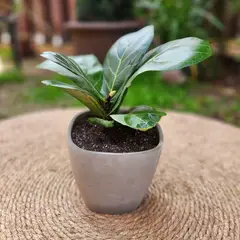 POTTERY - Planta Natural Ficus Lyrata Con Maceta Cemento 16 Cm