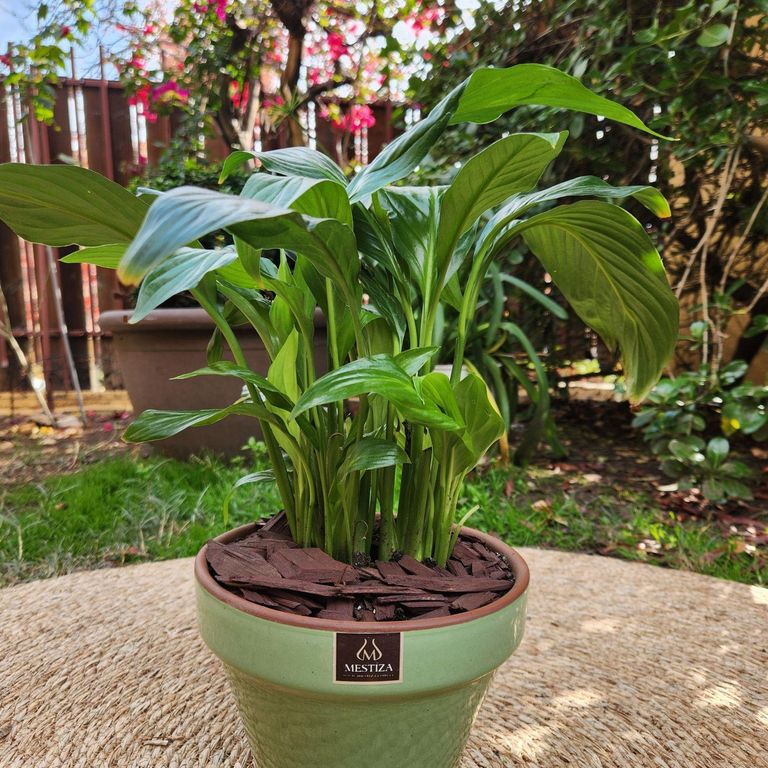 Planta Natural Spathiphyllum Con Maceta Kony Verde 19 cm