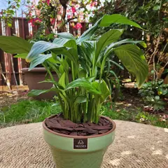 POTTERY - Planta Natural Spathiphyllum Con Maceta Kony Verde 19 cm