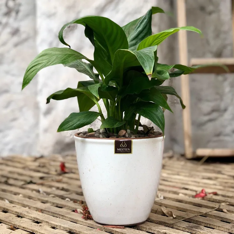 Planta Natural Spathiphyllum Con Maceta Cerámica Zafiro Blanco 17 Cm