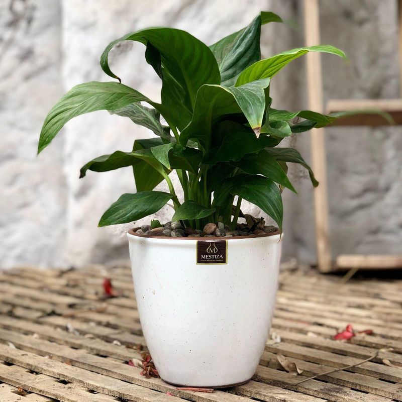 GENERICO - Planta Spathiphyllum 17 cm Natural CT17