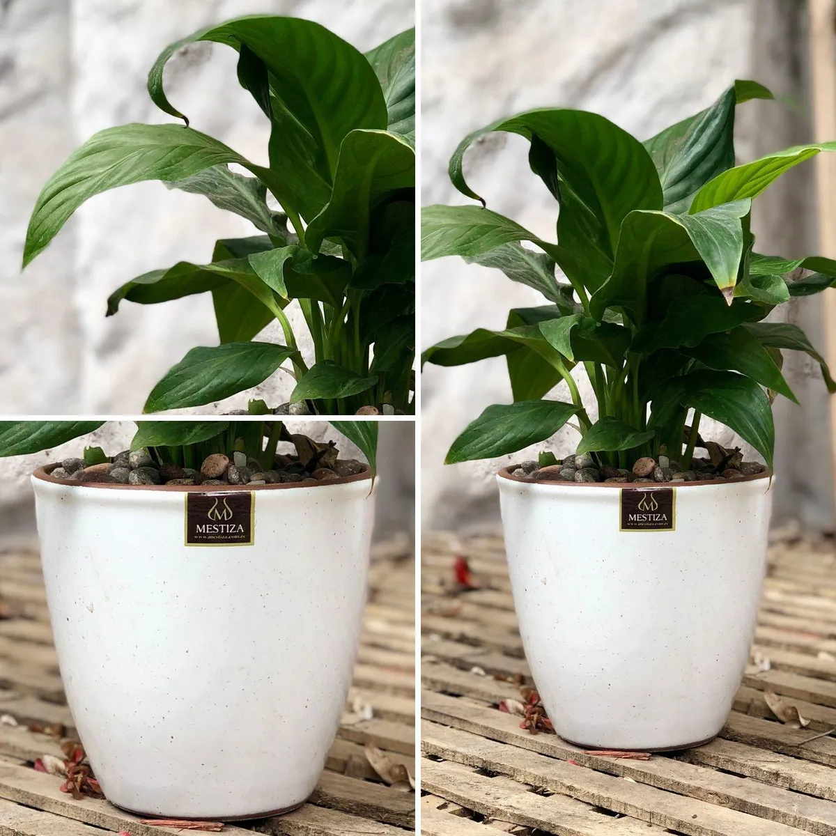 POTTERY - Planta Natural Spathiphyllum Con Maceta Cerámica Zafiro Blanco 17 Cm