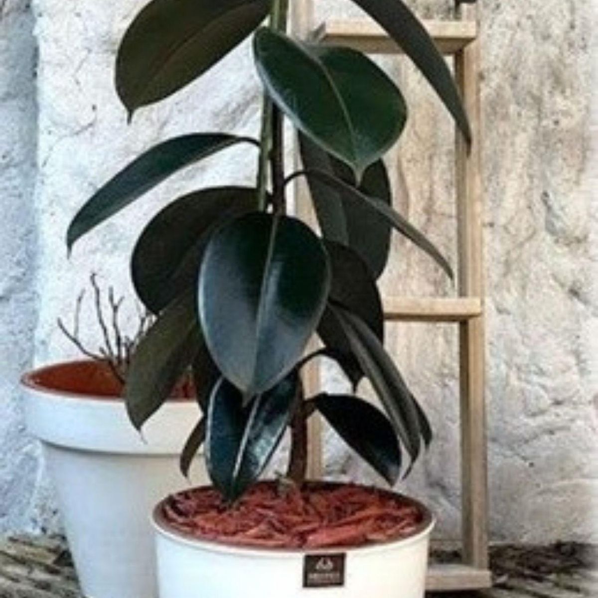 POTTERY - Planta Natural Gomero Burgundy Con Maceta Kony 24 Cm Blanco