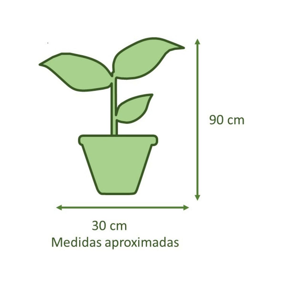 POTTERY - Planta Natural Gomero Burgundy Con Maceta Kony 24 Cm Blanco