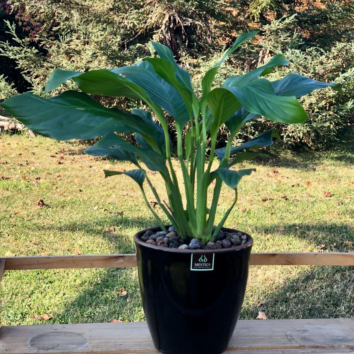 POTTERY - Planta Natural Spathiphyllum Con Maceta cermica Zafiro Negro 17 Cm