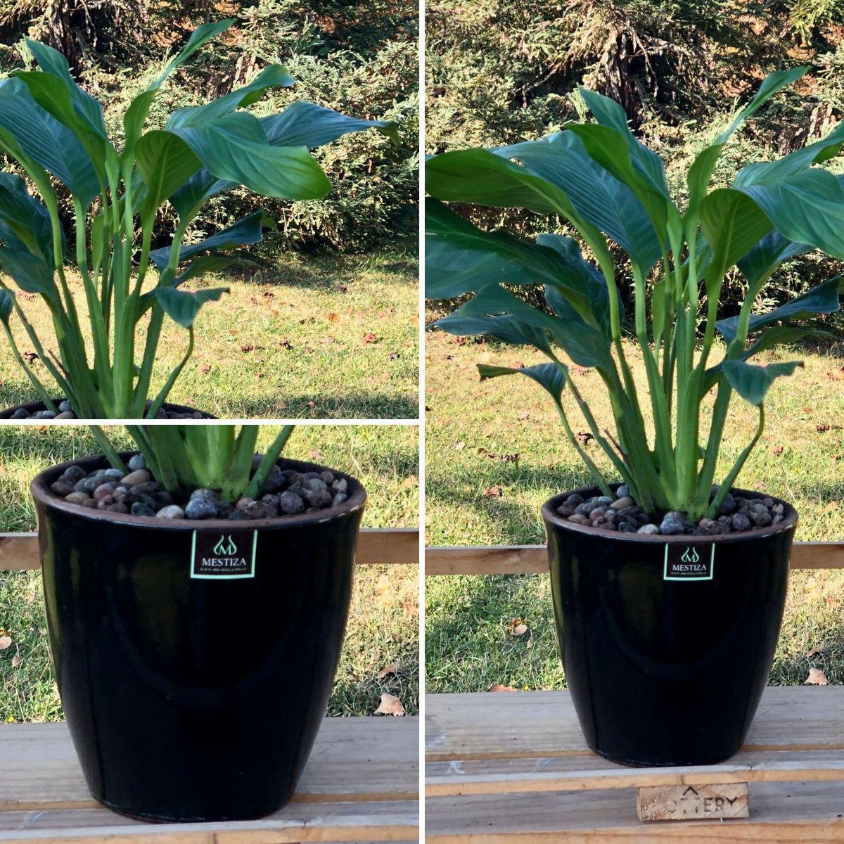 POTTERY - Planta Natural Spathiphyllum Con Maceta cermica Zafiro Negro 17 Cm