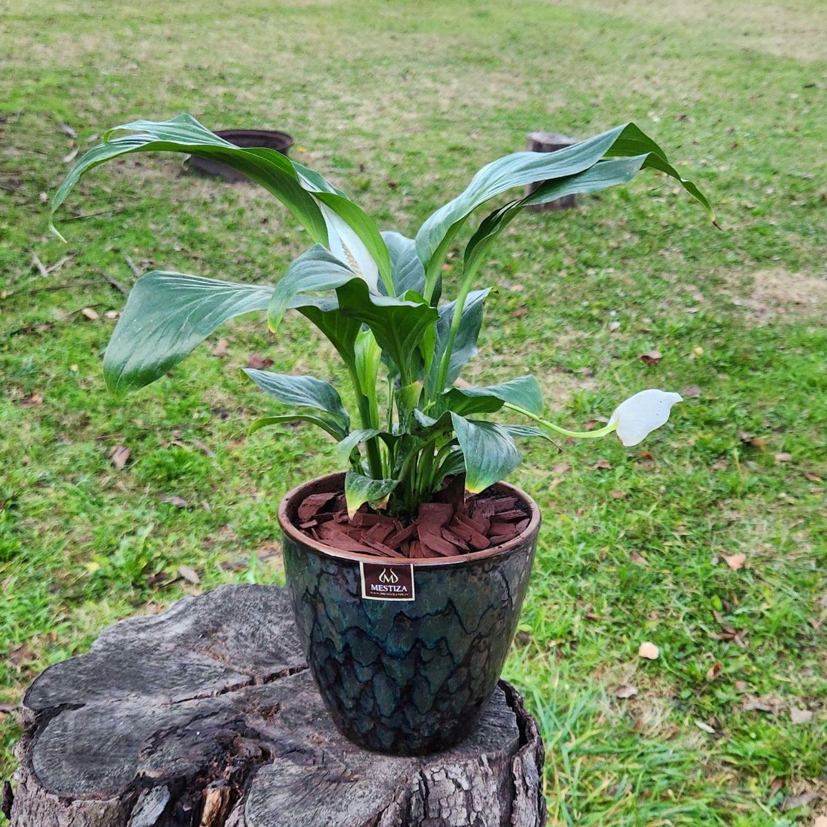 POTTERY - Planta Natural Spathiphyllum Con Maceta cermica Zafiro Negro Reactivo 17 Cm