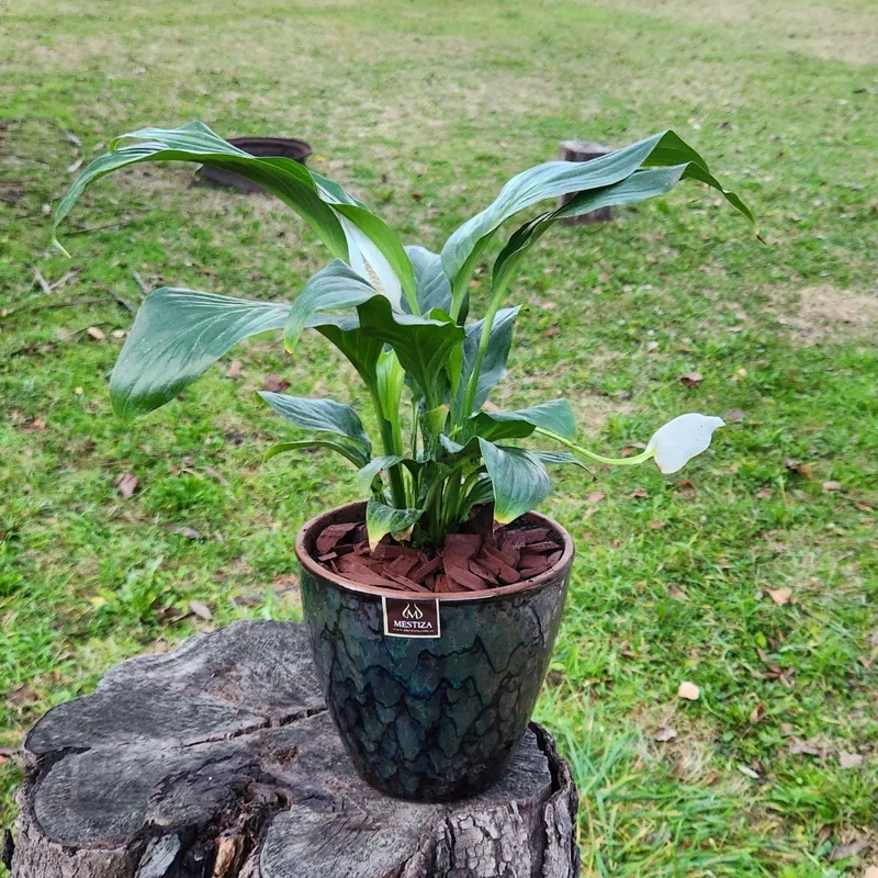 GENERICO - Planta Spathiphyllum 17 cm Natural CT17