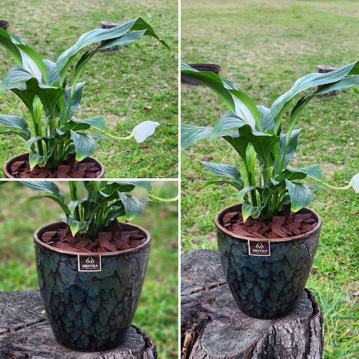 POTTERY - Planta Natural Spathiphyllum Con Maceta cermica Zafiro Negro Reactivo 17 Cm