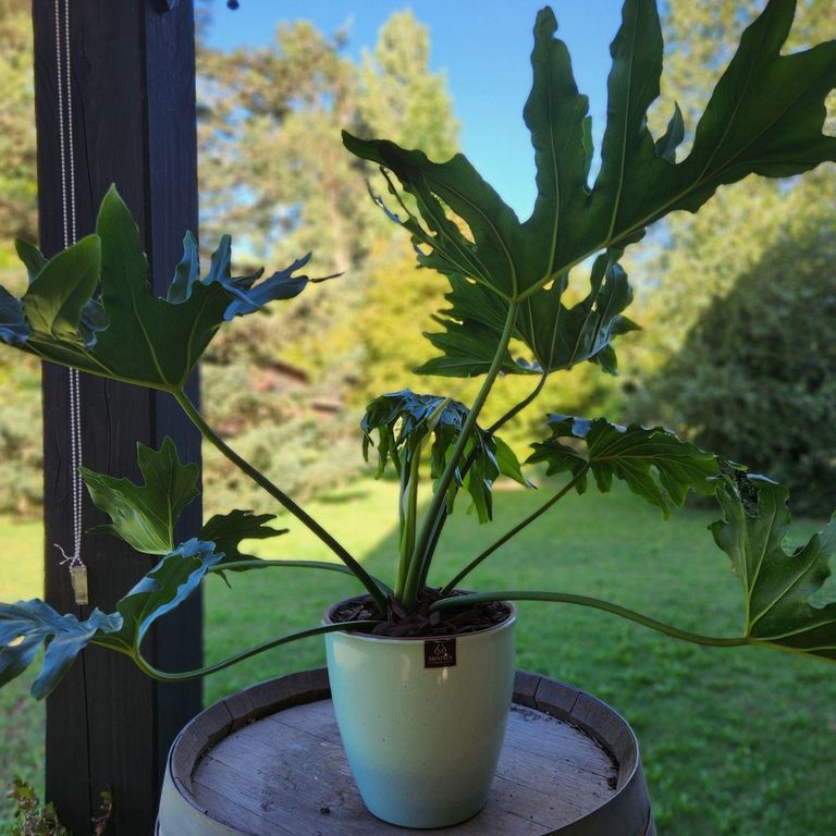 Planta Natural Philodendron Paraguayo Con Maceta Zafiro Verde Agua 24 Cm