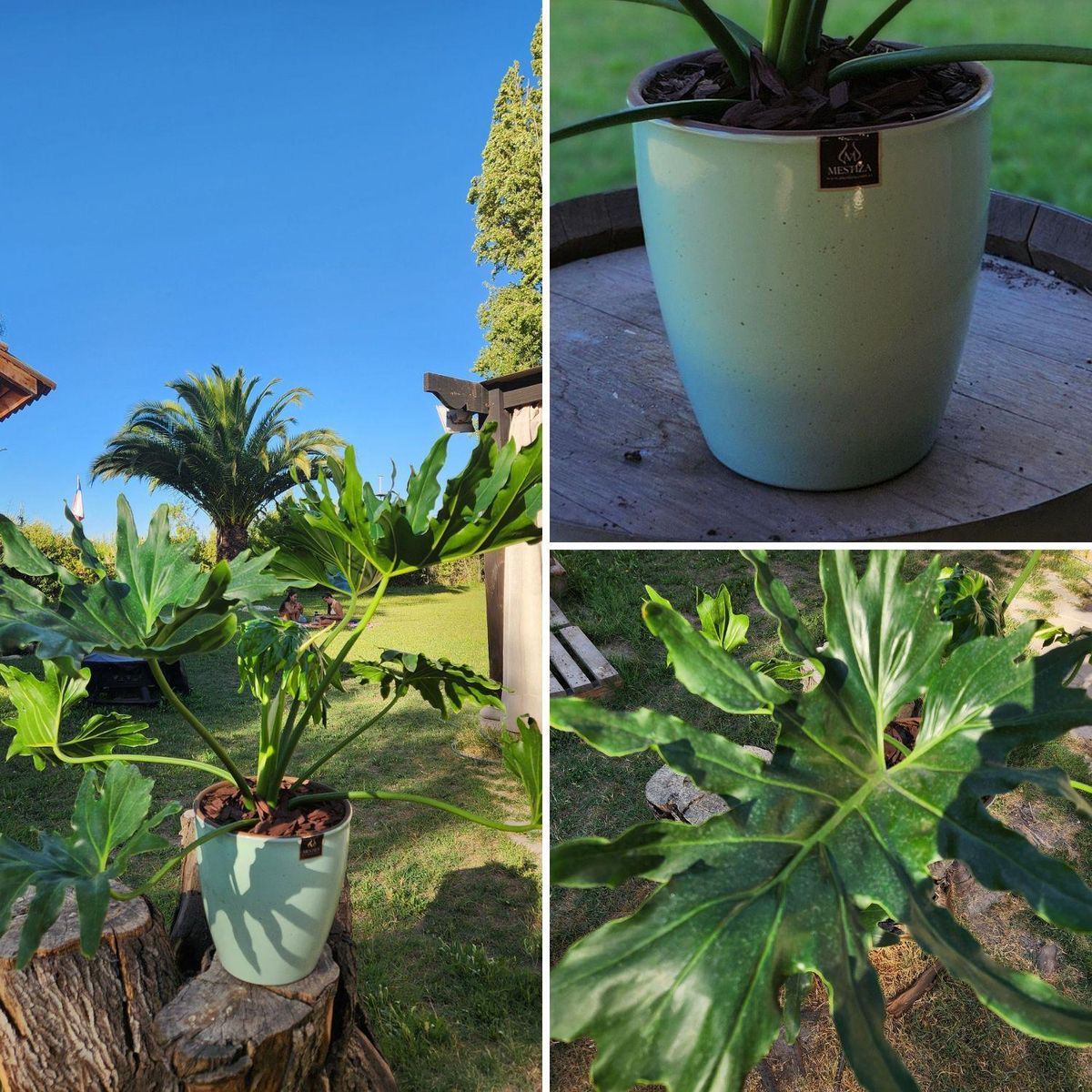 POTTERY - Planta Natural Philodendron Paraguayo Con Maceta Zafiro Verde Agua 24 Cm