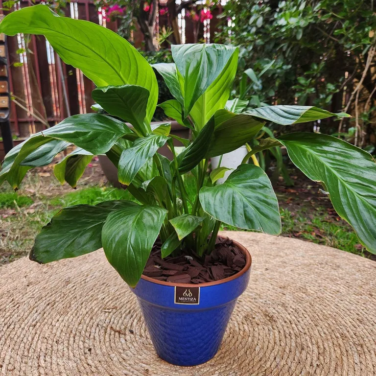 Planta Natural Spathiphyllum Con Maceta Kony Azul 19 cm