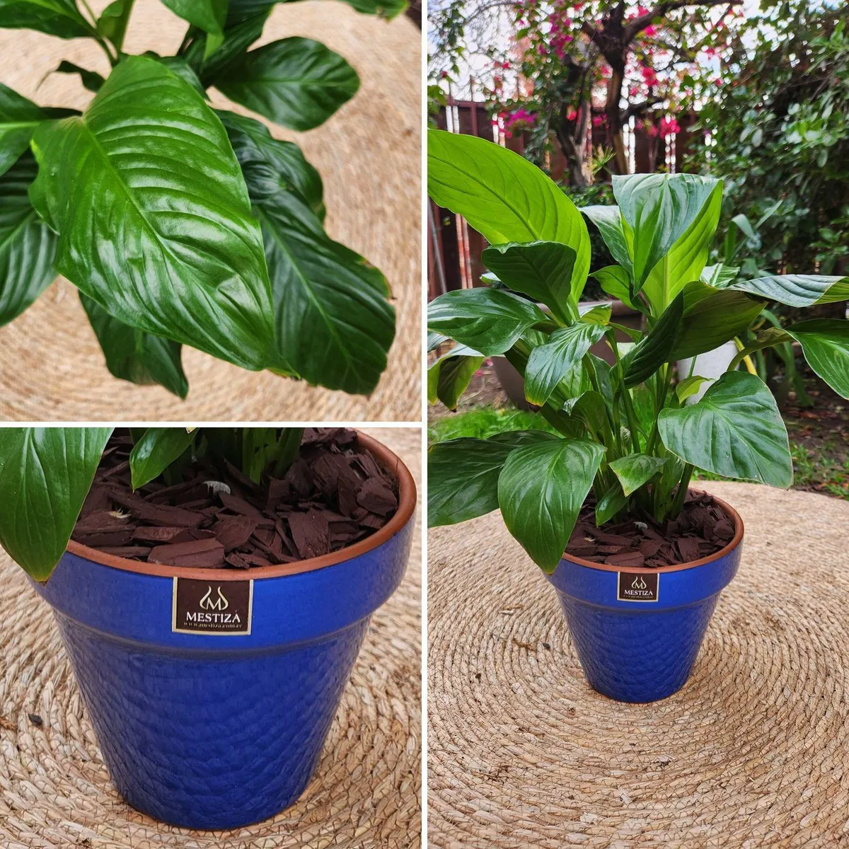 POTTERY - Planta Natural Spathiphyllum Con Maceta Kony Azul 19 cm